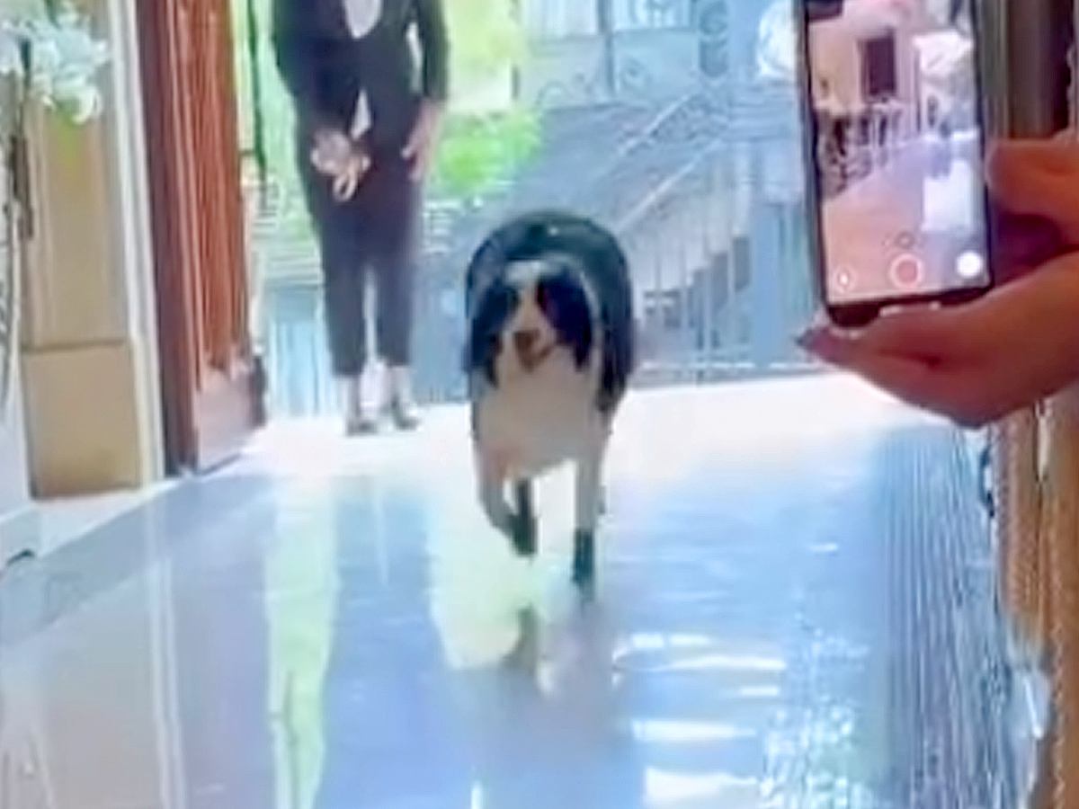 世界一賢い犬種が『結婚式でリングドッグに挑戦した』結果…参列者に見せた『ご丁寧な愛おしい行動』が40万再生「素敵」「感動した」と反響