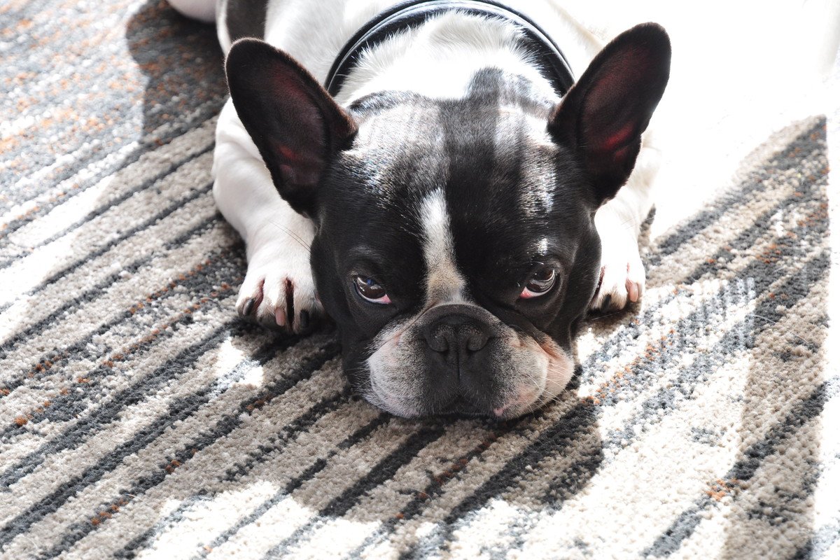 『今は放っておいて…』犬が不機嫌なときの仕草や行動5つ　飼い主はどう接するべき？適切な対処法まで