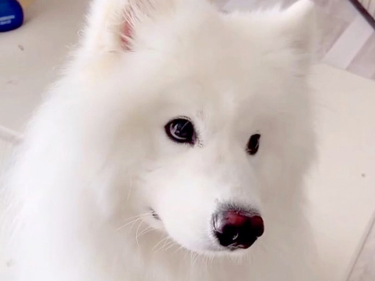 業者さんが家に来たら、大型犬が『猛アピール』をして…思わず笑ってしまう『微笑ましい光景』が128万再生「当分帰れないｗ」「羨ましい」