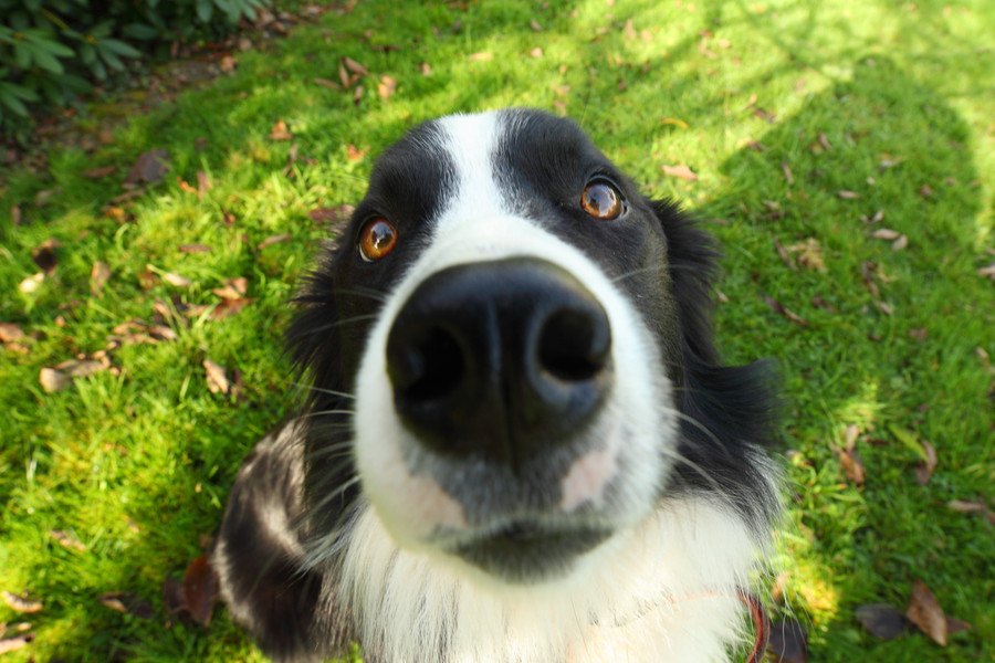 注意が必要な犬のくしゃみとは