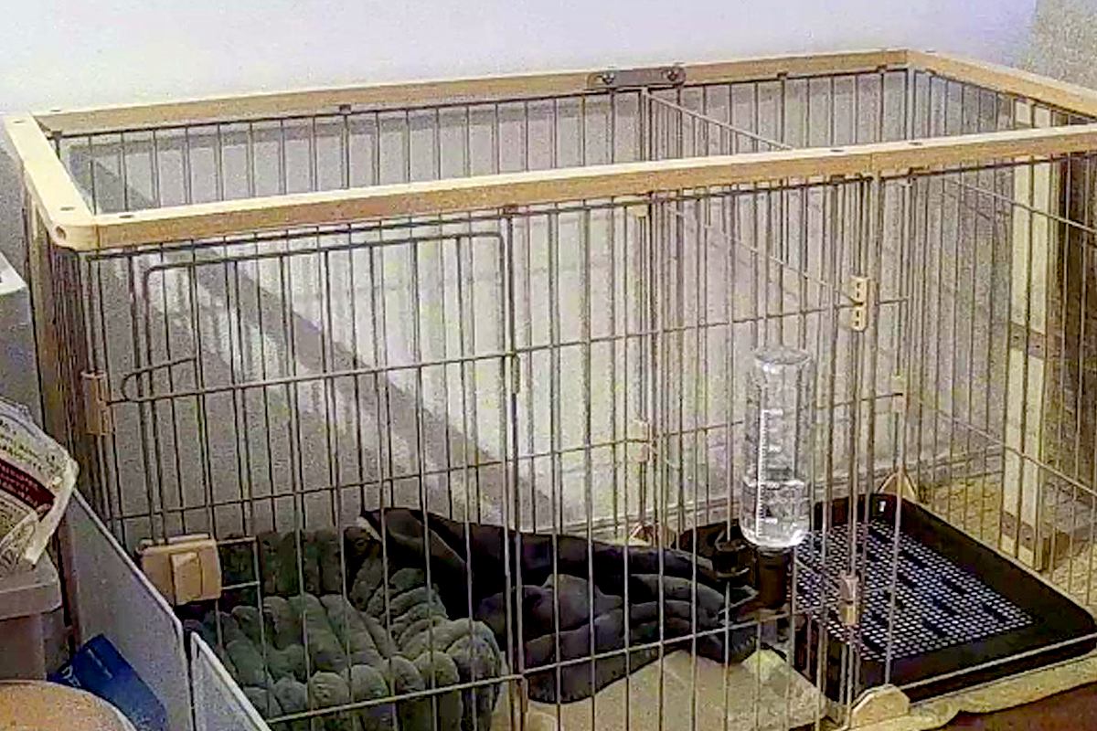 留守番中の『赤ちゃん犬』をカメラで確認→『トイレを失敗』してしまっていて…『まさかの光景』に反響　今すぐに慰めたくなる姿に思わずキュン