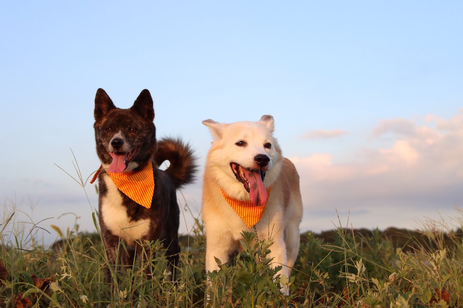 犬の多頭飼いで後輩犬が先輩犬の行動を真似する理由２つ