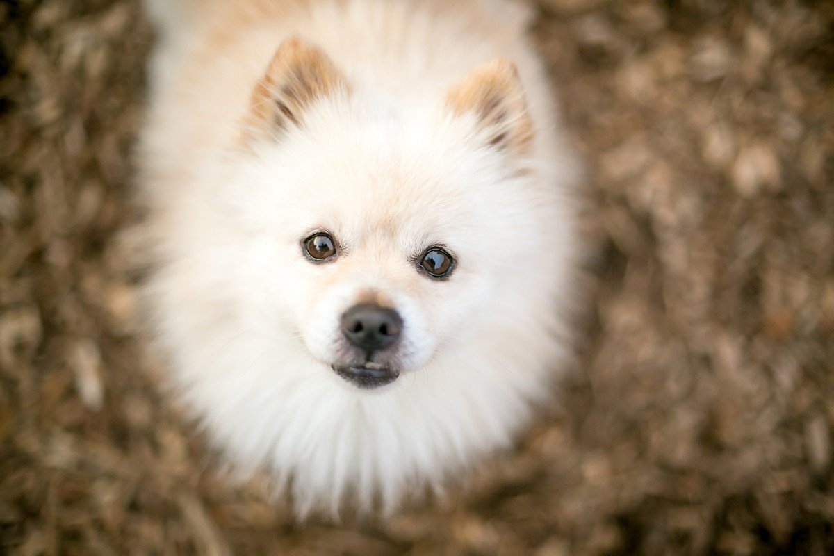 犬は飼い主の顔を認識してるの？どうやって判断してる？他人との見分け方は？