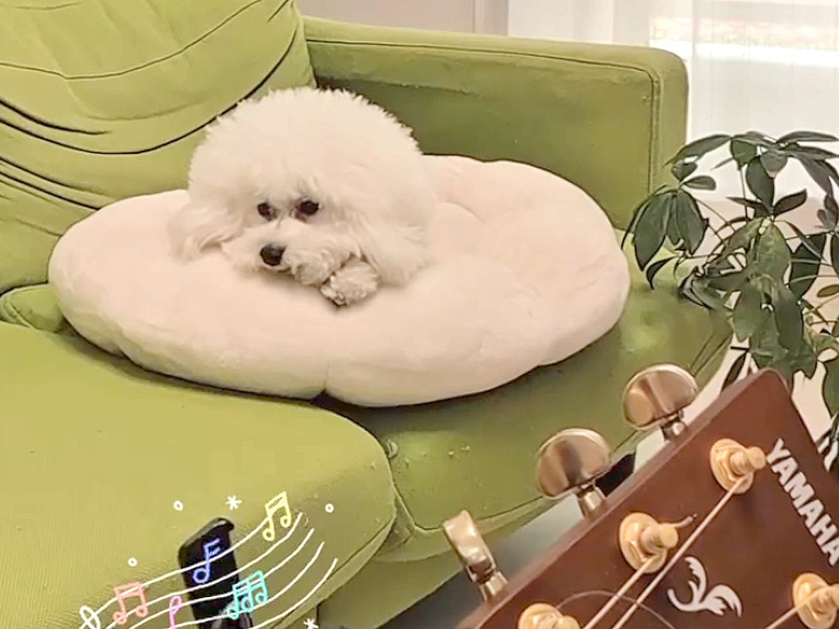 お母さんの弾き語りを聴く犬→歌詞に『おやつ』を混ぜてしまった結果…思わず笑っちゃう『まさかの反応』が12万再生「パクパク可愛すぎｗ」