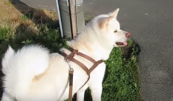 ゆったりお散歩中に突然走り出した秋田犬！その理由は？