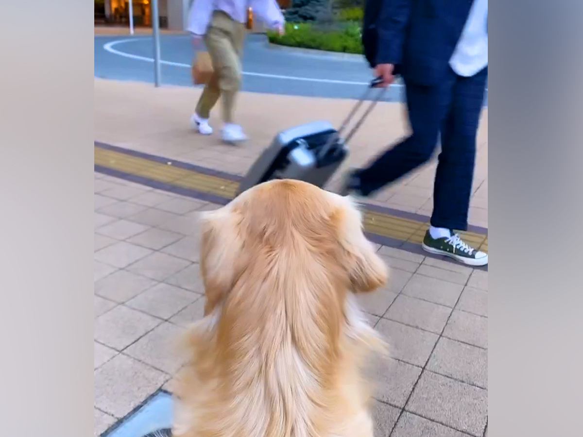 駅前までパパを迎えに行った大型犬→気づかないかと思ったら、次の瞬間…泣きそうになるほど『健気な行動』が79万再生「匂いでわかるのかな」
