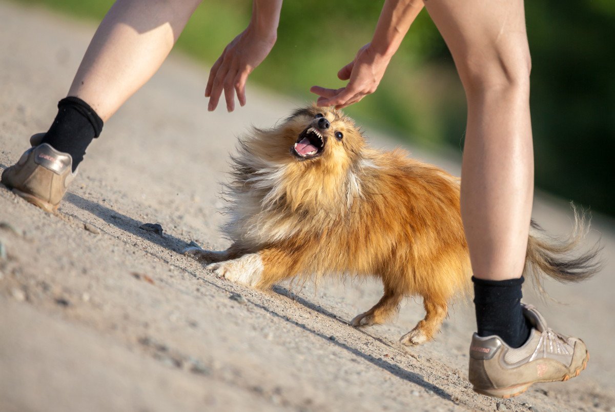 犬が『後ずさりしながら吠える』理由4つ！原因から紐解く克服方法まで