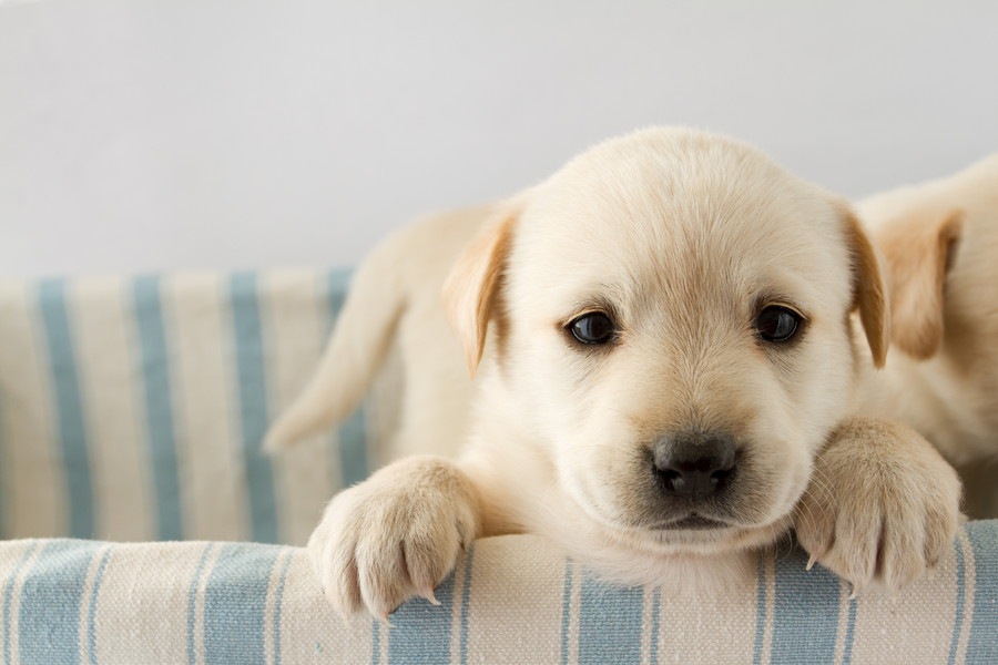 知ってた？犬の鼻には「温度を測る能力」がある