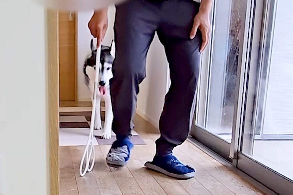 ぎっくり腰になった男性→4匹の『犬と猫』が近づいてきて、一日中…あまりにも尊い『看病の光景』に反響「めちゃ優しい」「飼い主さん幸せだ」