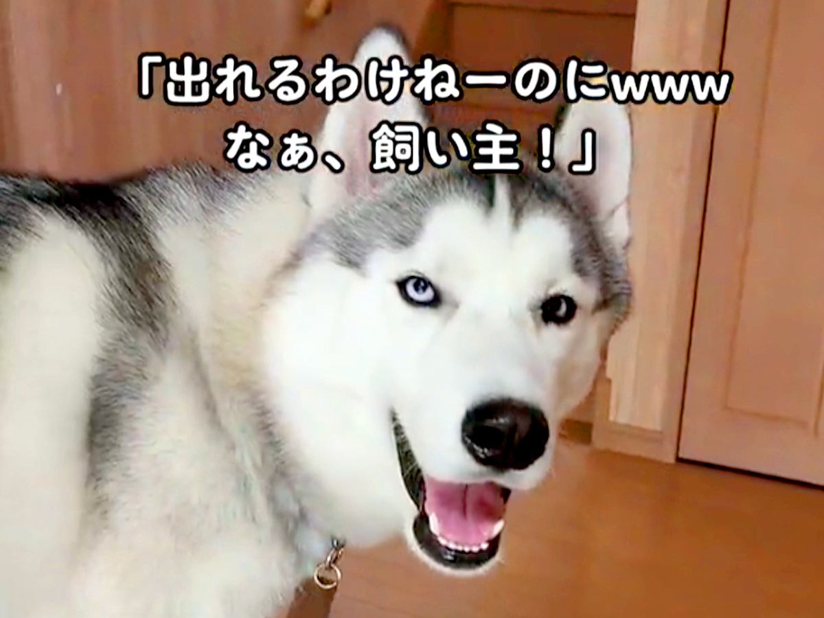 『出れるわけないよな！』必死にドアを開ける犬を見ていたハスキー→次の瞬間…コントのような展開が17万再生「静かになるの草」「おもしろｗ」