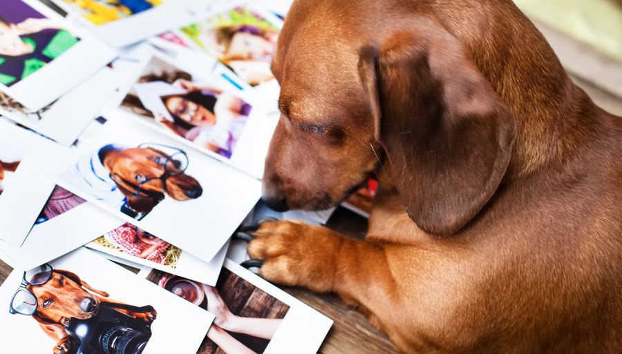 愛犬との思い出を残そう！手作りアルバムの作り方