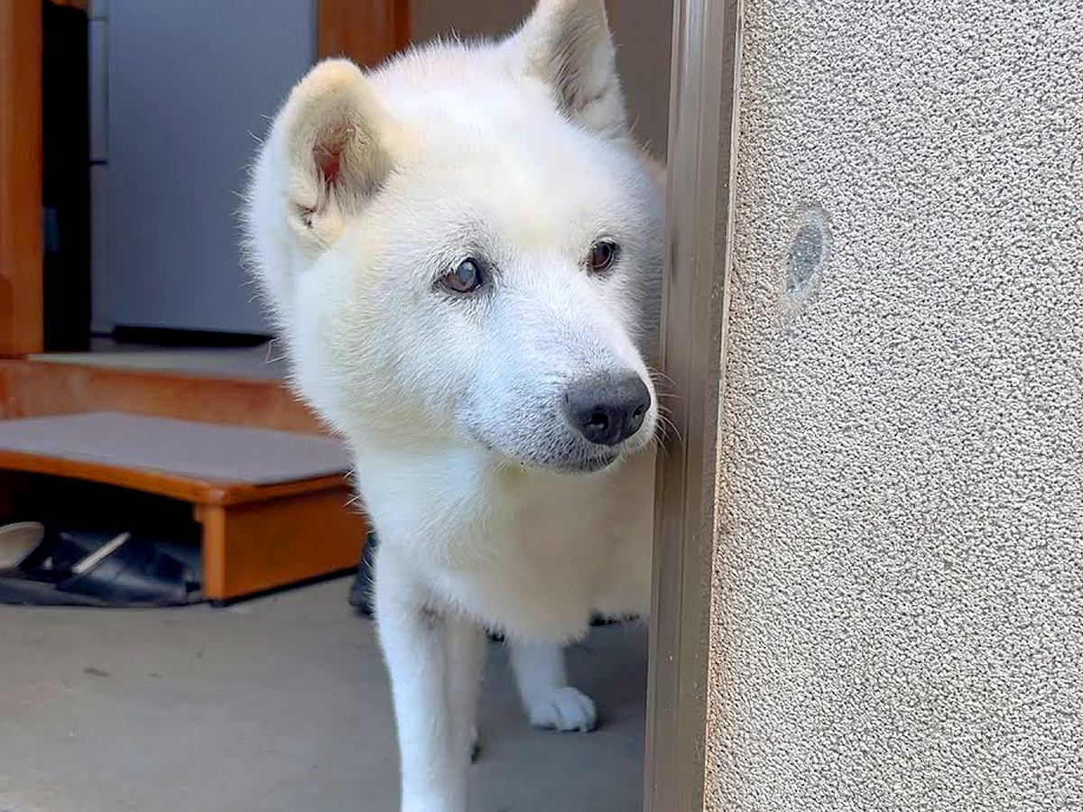 大好きなおじいちゃんが『別の犬と仲良くした』結果…浮気を目撃した『切ないリアクション』が7万再生「こっそり可愛いｗ」「家政婦は見たで草」