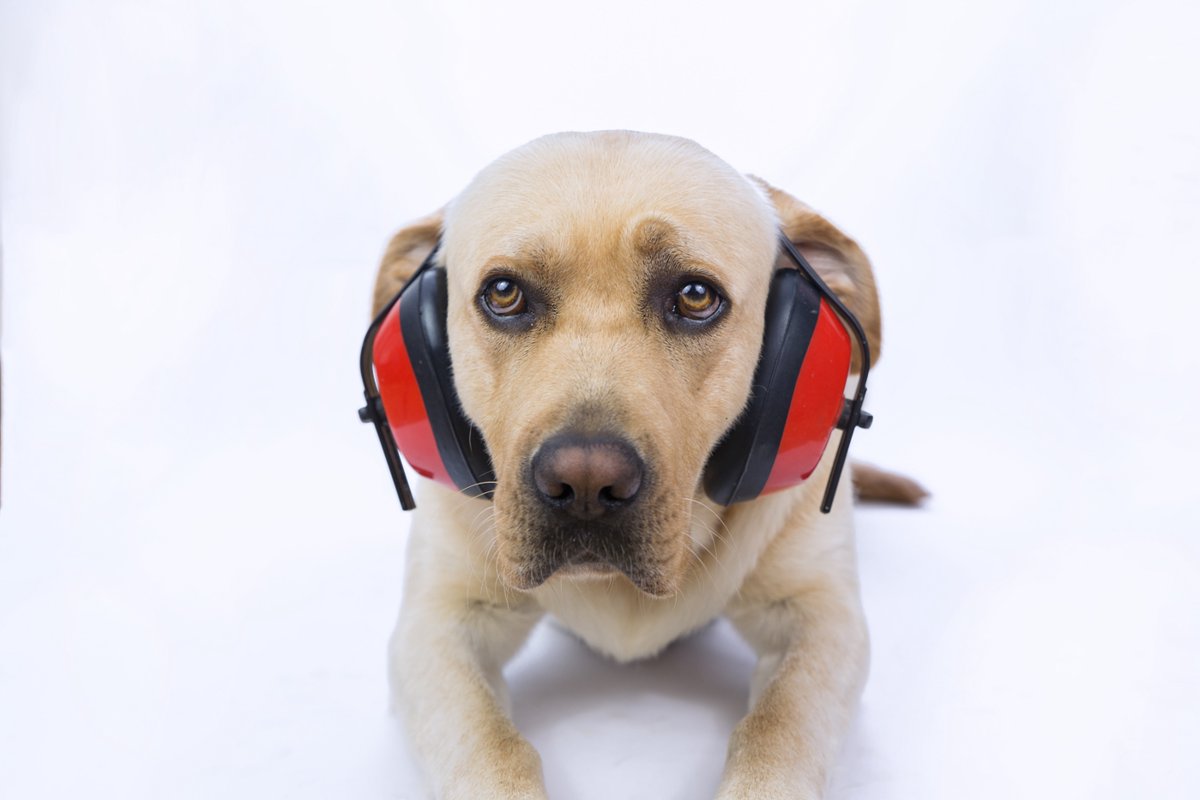 犬の音恐怖症とは？雷や花火、落雪の音を怖がる犬への対策