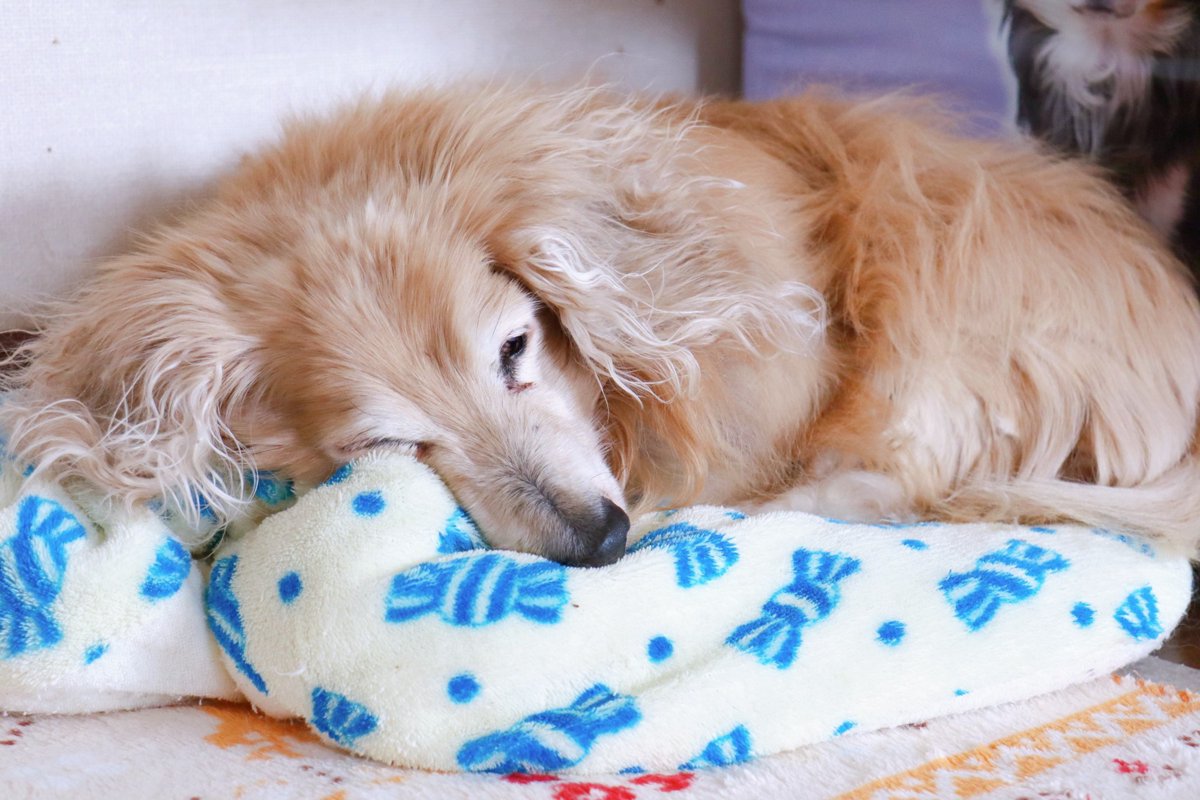 老犬の最期に訪れる症状とは？飼い主にできること