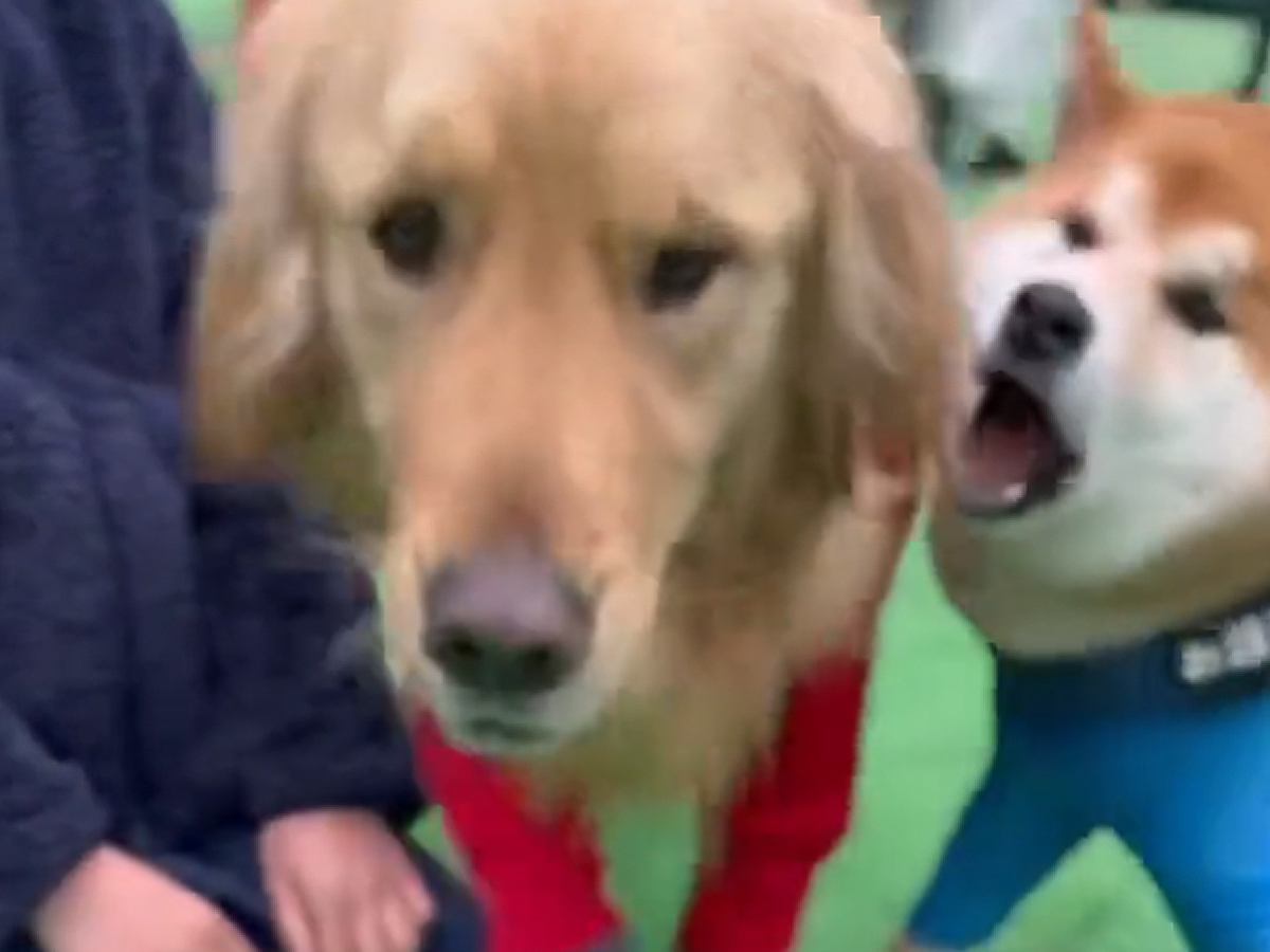 『ドッグランで出会った男の子』と犬が仲良くしていたら、大型犬が間に入ってきて…想定外の展開で『文句を言う光景』に「可愛い」「フゴッｗ」