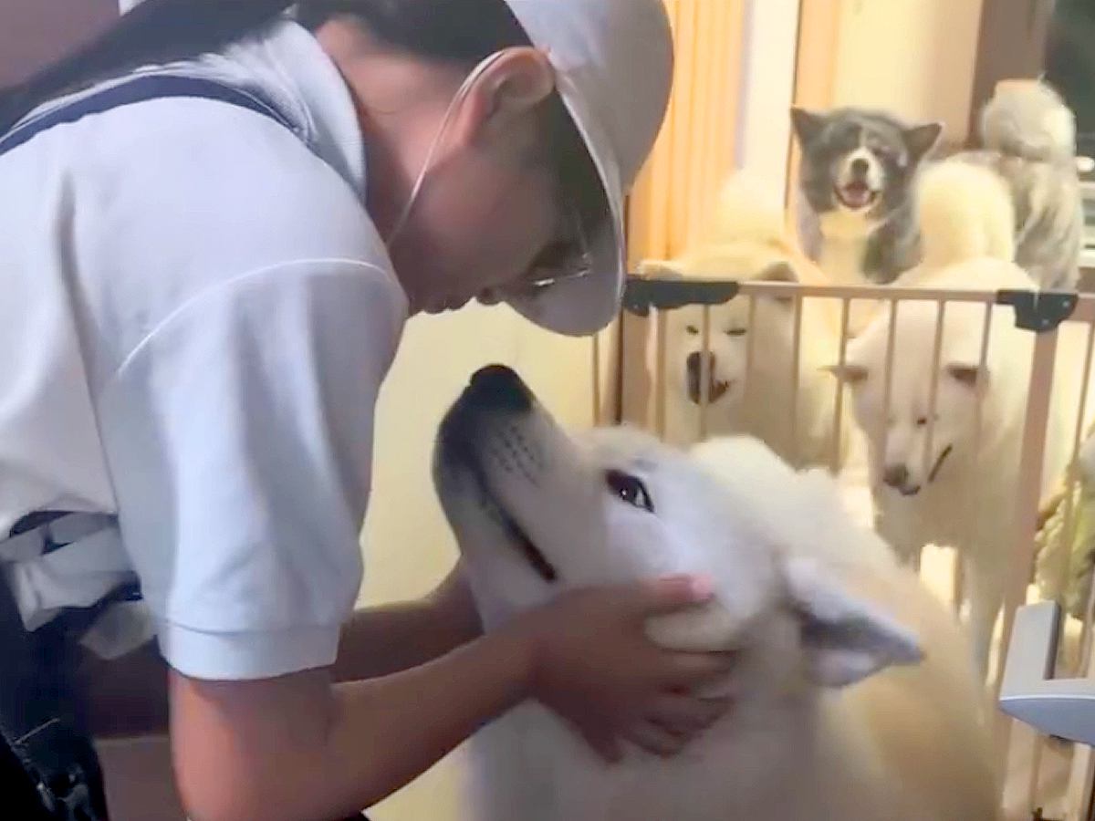 修学旅行から帰ってきた女の子→秋田犬5頭がお出迎えした結果…思った以上にモフモフな『熱烈歓迎』が12万再生「夢のような渋滞」「幸せすぎ」