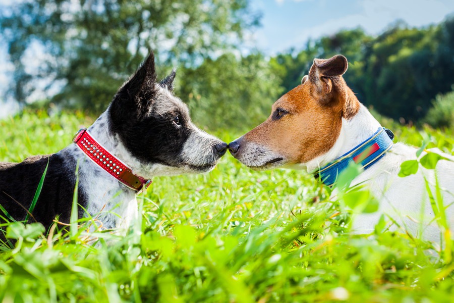 犬同士の挨拶の仕方！よく見られる５つの行動や仕草を解説