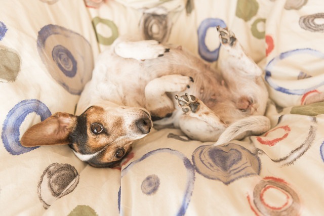 愛犬の幸福度を上げる4つの方法