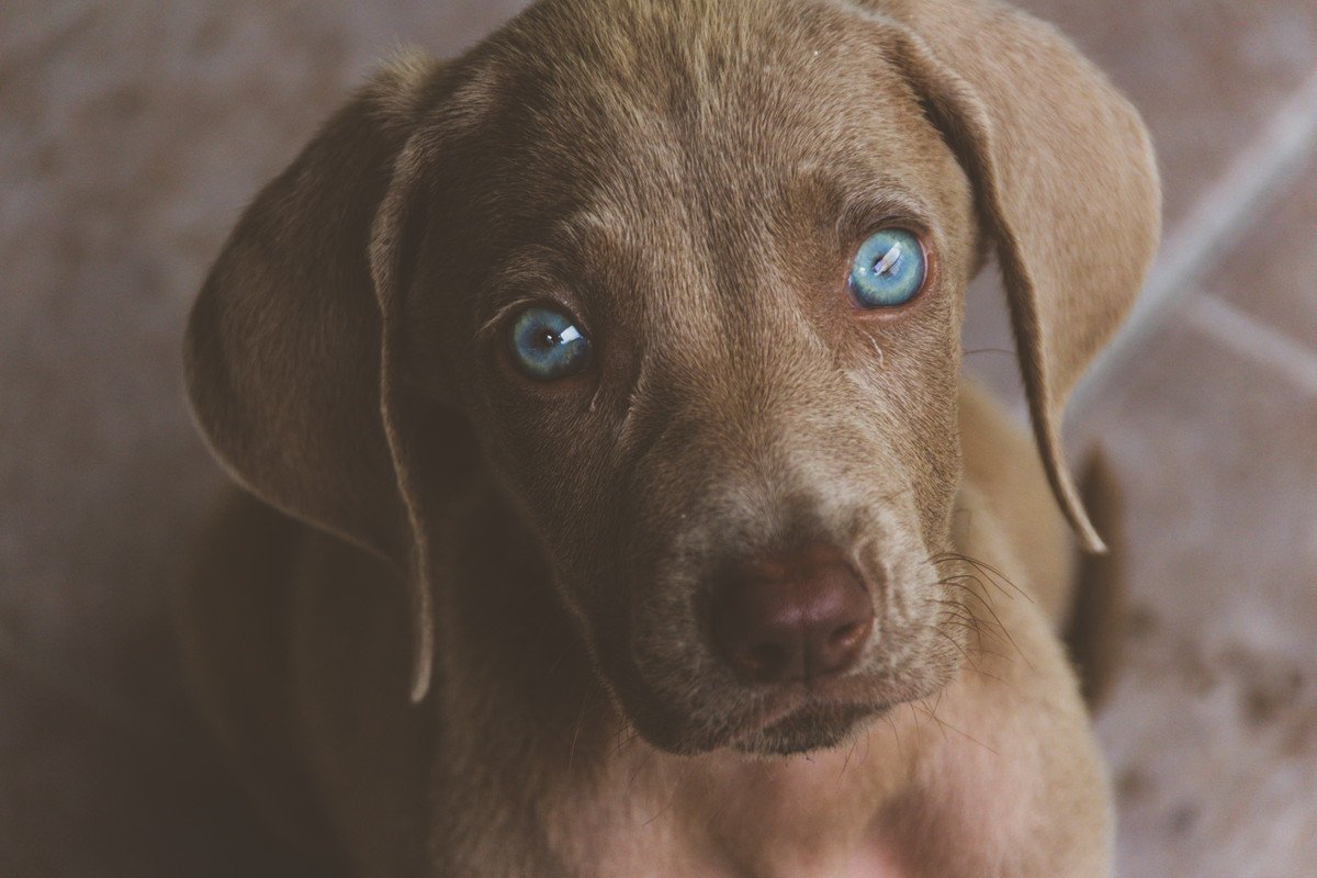 なぜ犬の写真を撮ると目が光ってしまうの？2つの理由と上手に撮影する方法・コツを解説