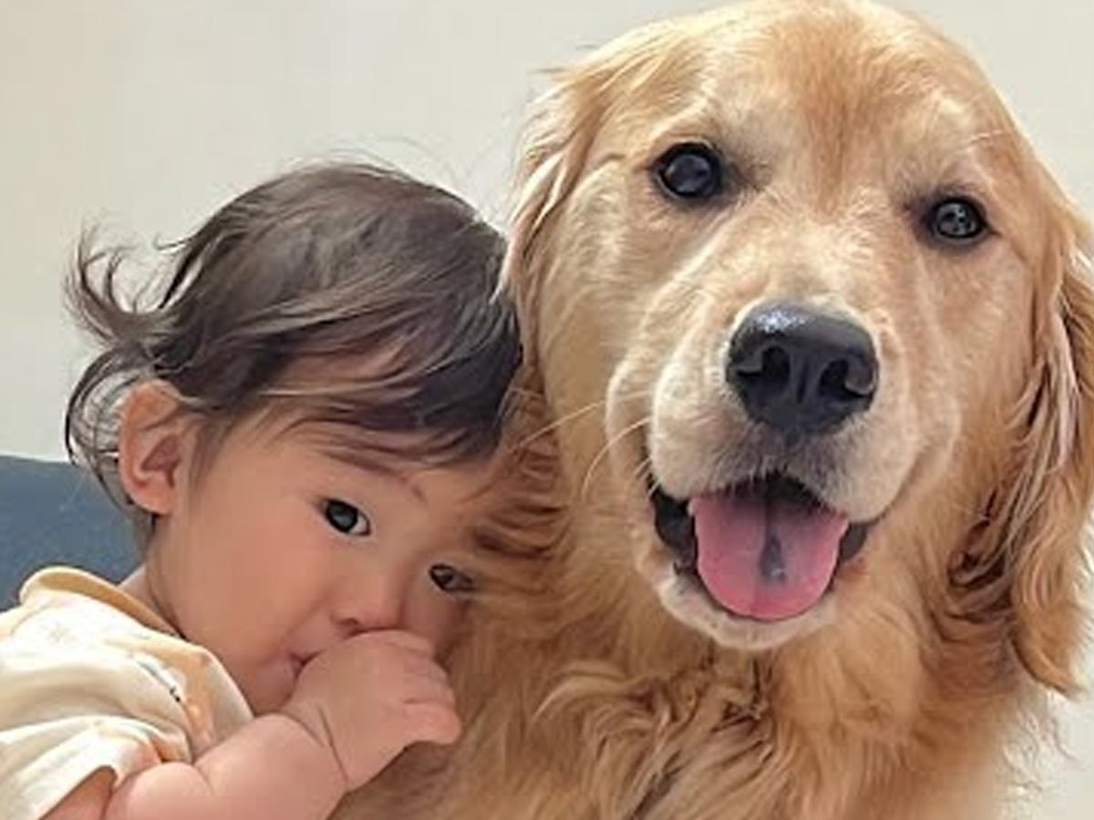 歩く練習をする『１歳の女の子』→疲れて眠くなったら大型犬に…とんでもなく尊い『優しさに溢れた光景』が46万再生「可愛すぎ」「人間みたい」