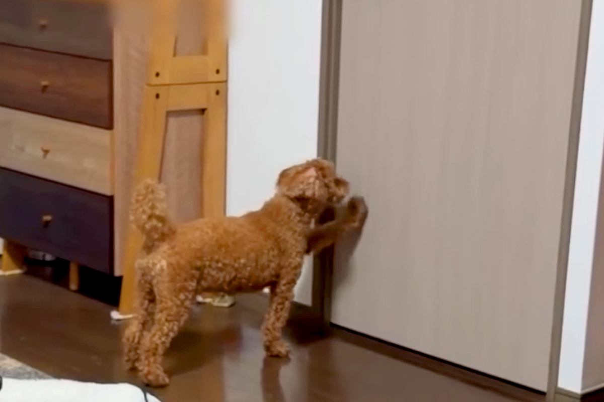 『行動に思わず涙…』息子が使っていた部屋を、犬が『開けて』と訴えた結果→中に入ると…あまりにも切ない光景が127万再生「大好きなんだ」
