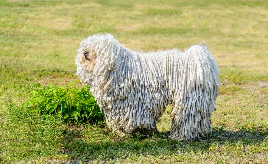 独特な見た目をしている犬種４選