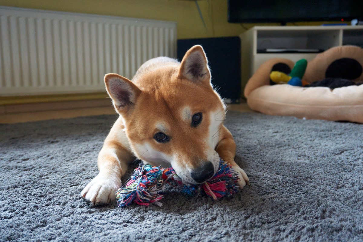 犬が『楽しいと感じる遊び方』4選