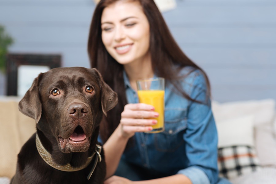 犬に与えてはいけない飲み物まとめ