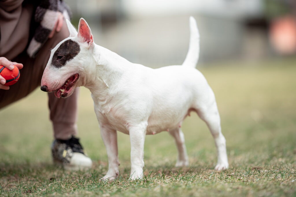 ミニチュア・ブル・テリア｜犬種の特徴と性格、飼い方や価格相場まで解説