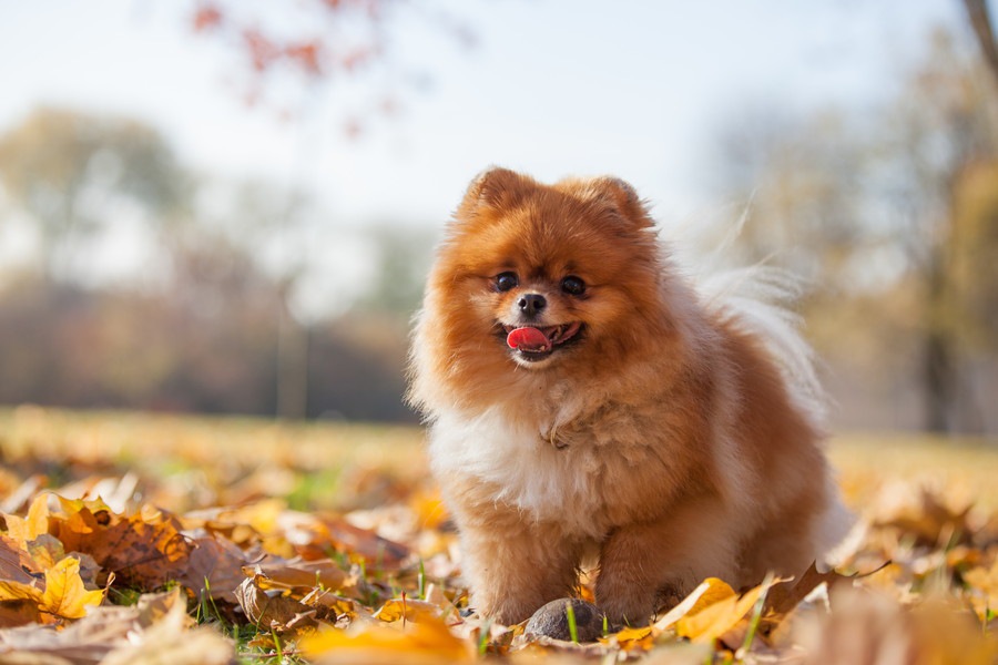 犬のお肌がカサカサになる原因と乾燥肌のためにできる対策