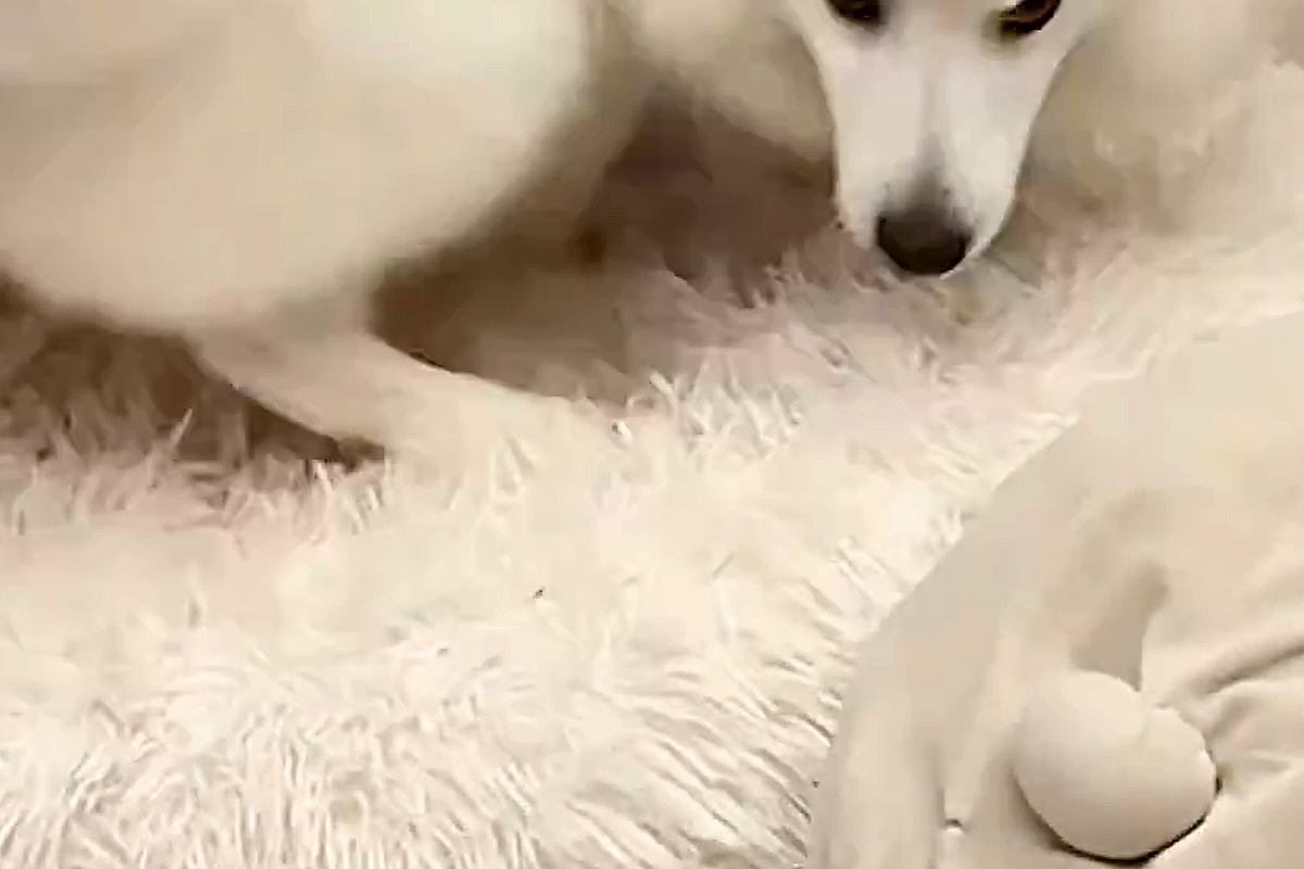 お散歩と見せかけて『病院の予防接種』に連れていかれた犬→帰宅後…想定以上の『ブチギレ』に4万いいね「くそーー！って感じｗ」「ご乱心で草」