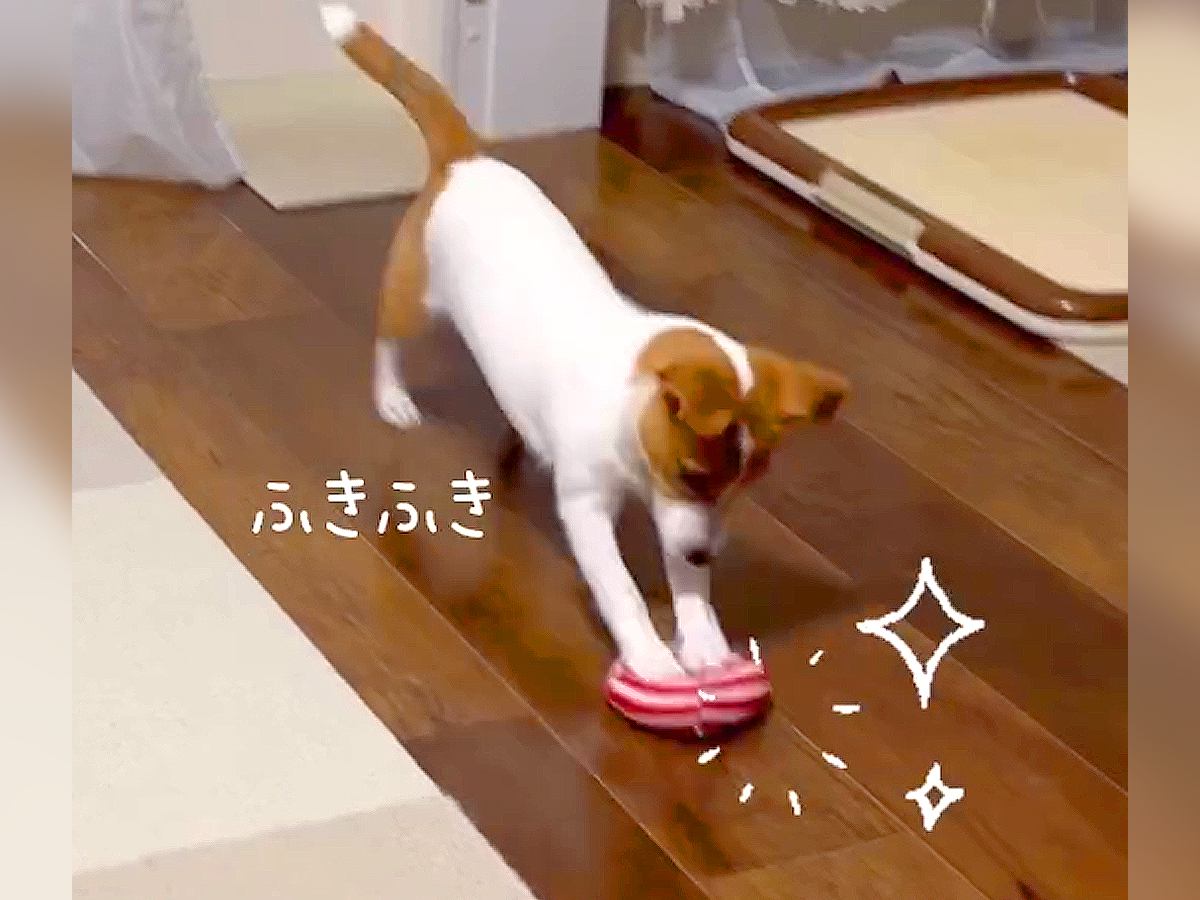 犬が『掃除のお手伝い』をした結果…まさかの完璧なフォームで『拭き掃除』する姿が70万再生「念入りすぎて草」「是非うちにも」と絶賛