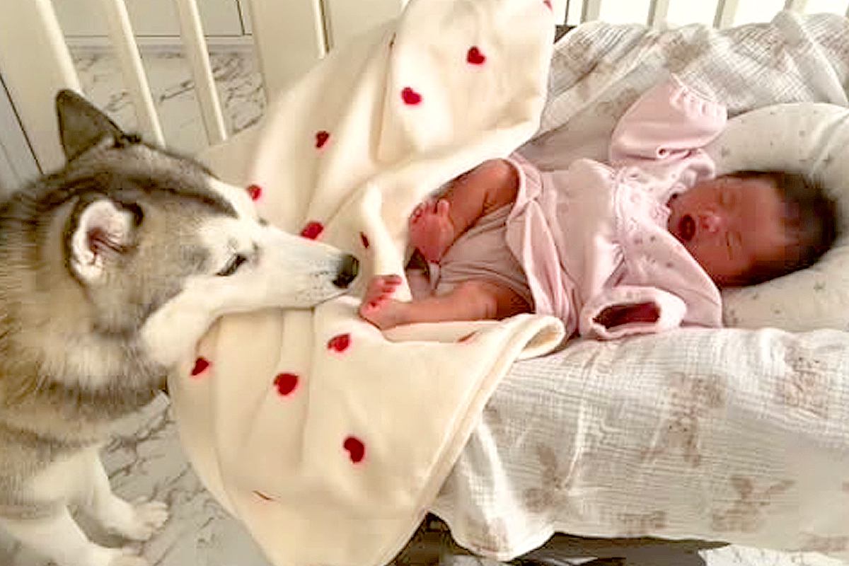 『赤ちゃんが泣いてる…なんとかしなきゃ』号泣する新生児を見たハスキー犬の行動が尊すぎると話題「一生懸命な姿に感動」「素敵なお姉ちゃん」