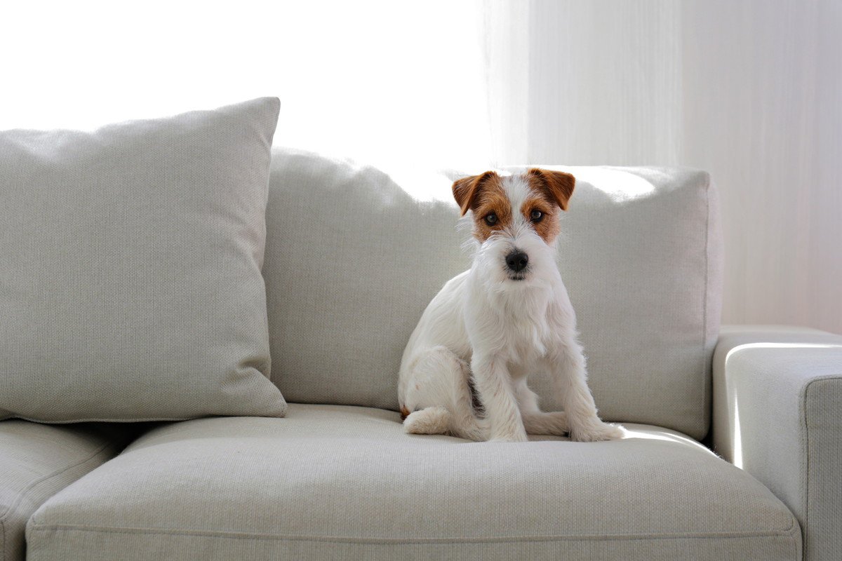 犬が座る前に『くるくる回る』3つの心理　どんな理由が隠されているの？注意したいポイントまで