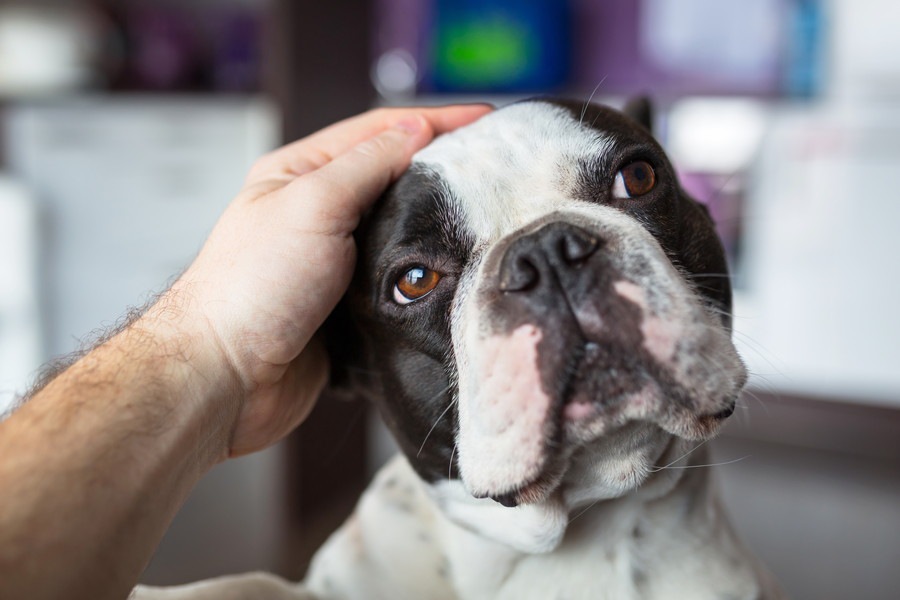 犬が人に触られるのを嫌がるときの4つの気持ち