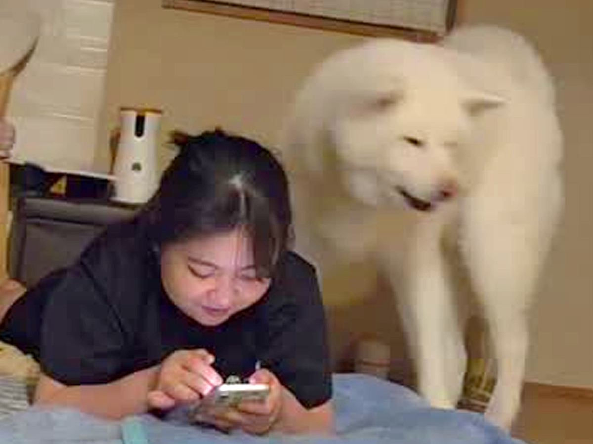女の子に寝床を取られた秋田犬→どうしても取り返したくて…あまりにも愛おしい『控えめな抗議』が211万再生「ピーピー可愛すぎｗ」「優しい」