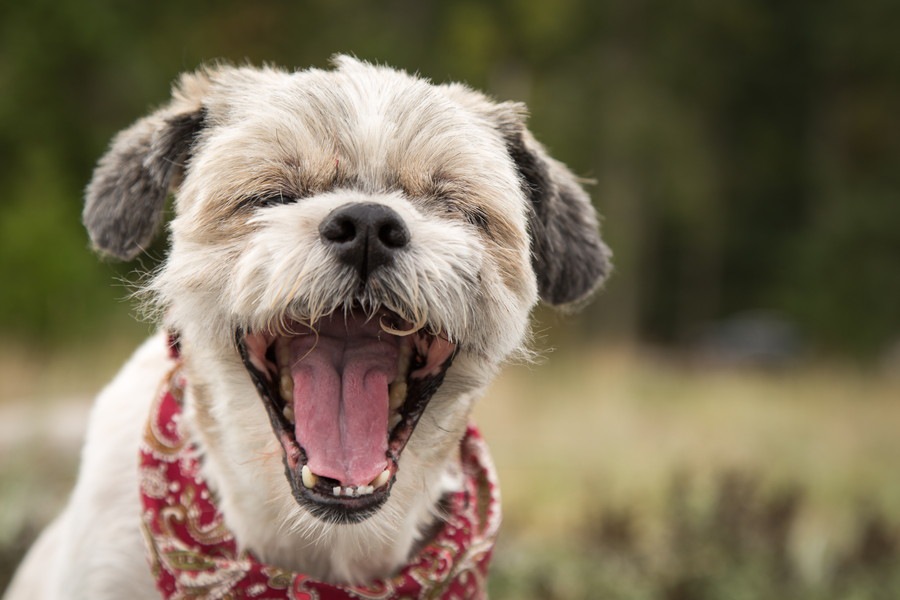 こんな行動をしたら注意が必要？！犬の危険信号4つ