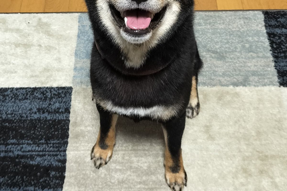 ニコニコ笑顔を浮かべるかわいい犬→『おやつ』を見せた瞬間に…もはや原型を留めていない『変化』に反響　まるで別の生き物のような違いにほっこり