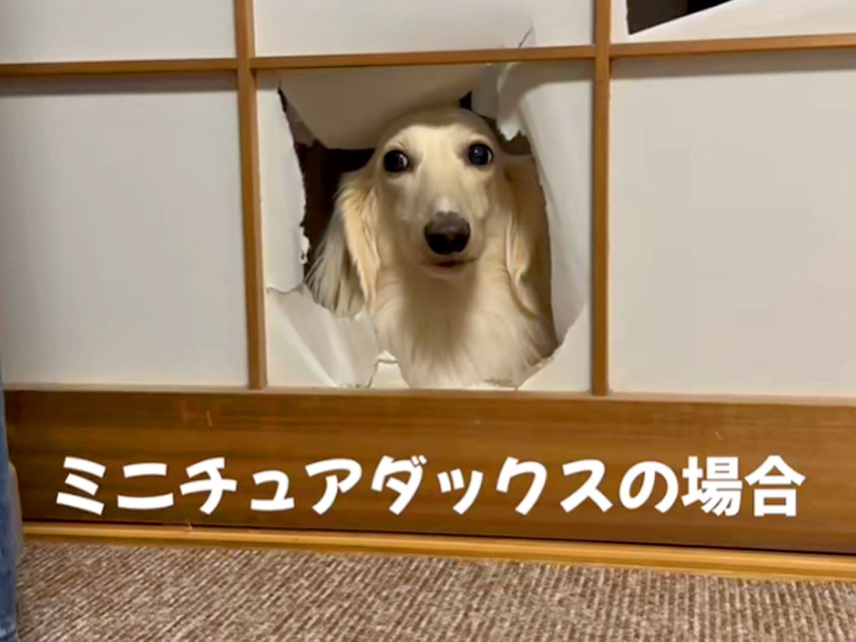『自分は小さい』と思いこんでいる大型犬→小型犬が通った隙間を通ろうとして…まさかの『切なすぎる光景』が話題「なんで？って顔ｗ」「可愛い」