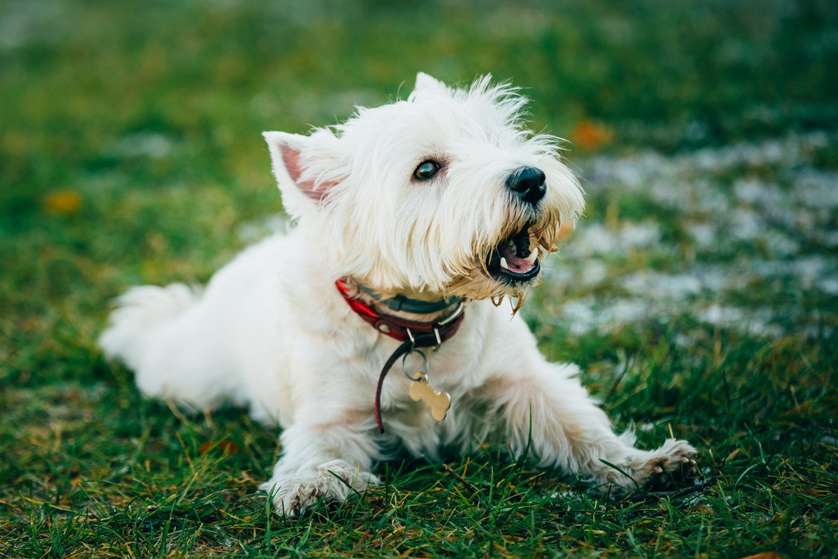 犬の鳴き声からわかる気持ちやキャンキャンと鳴く理由とは