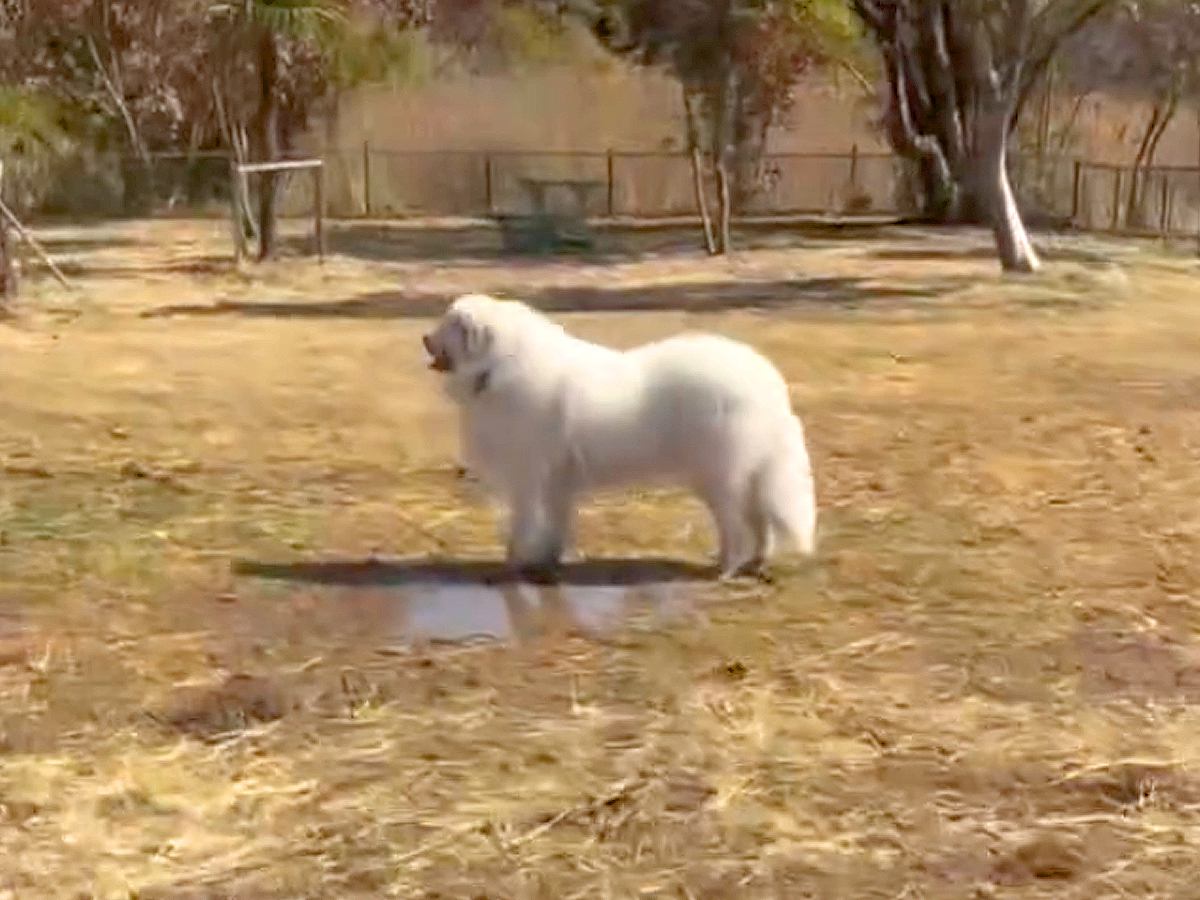164頭の大型犬が集まる『デカわんこオフ会』に参加→愛犬が楽しんでくれると思ったら…予想外すぎる『まさかの行動』に「個性的で可愛い」の声