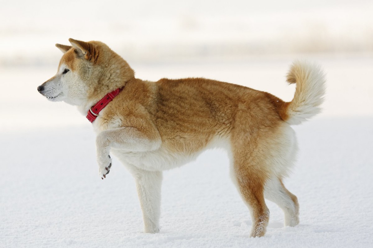 犬が片足を上げている時の心理5選！そのまま固まる時の気持ちって？