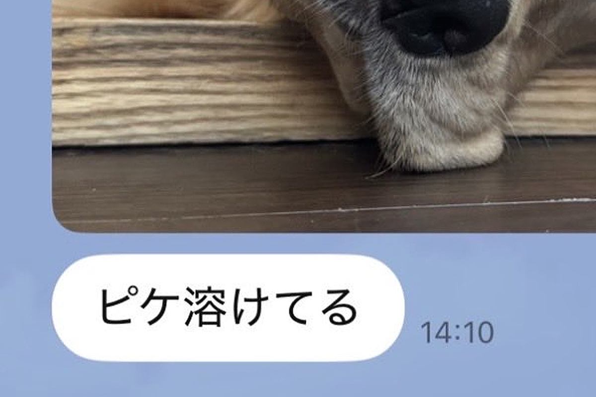 夏休みで家にいる娘からLINE→『大型犬が溶けてる』と写真が送られてきていて…『愛おしい一枚』に1万いいね「たぷたぷで草」「無防備ｗｗ」