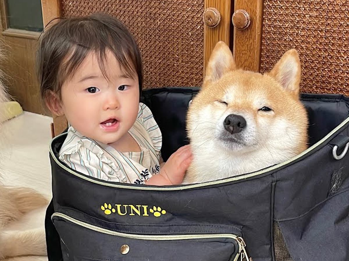 動物病院に犬を連れていくためにリュックを用意したら、赤ちゃんが…あまりにも尊い『ぎゅうぎゅうな光景』が29万再生「ぴったりで可愛いw」