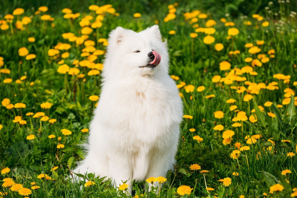 『真っ白でフワフワしている』犬種４選　主な特徴や性格、魅力までご紹介