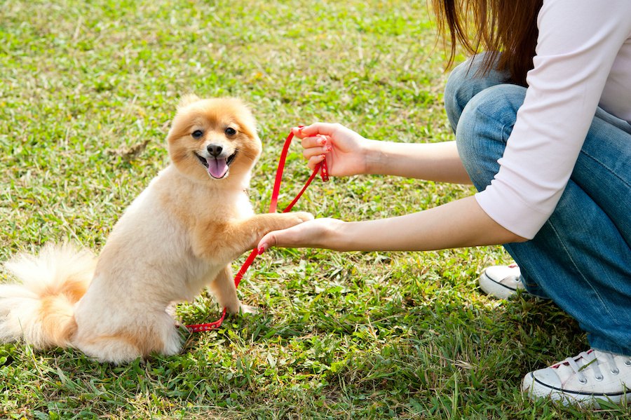 犬のしつけはやりすぎると逆効果？何分くらい続けられるの？