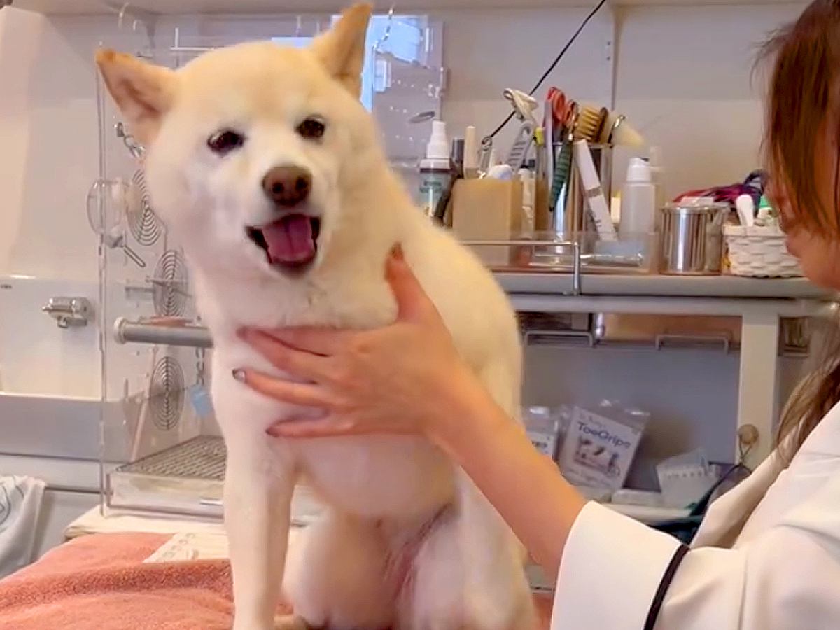 鍼治療を受ける犬→怖がっているのかと思いきや…『注文が多すぎる光景』に64万再生の反響「甘えん坊さんなの可愛い」「表情豊か」と絶賛の声