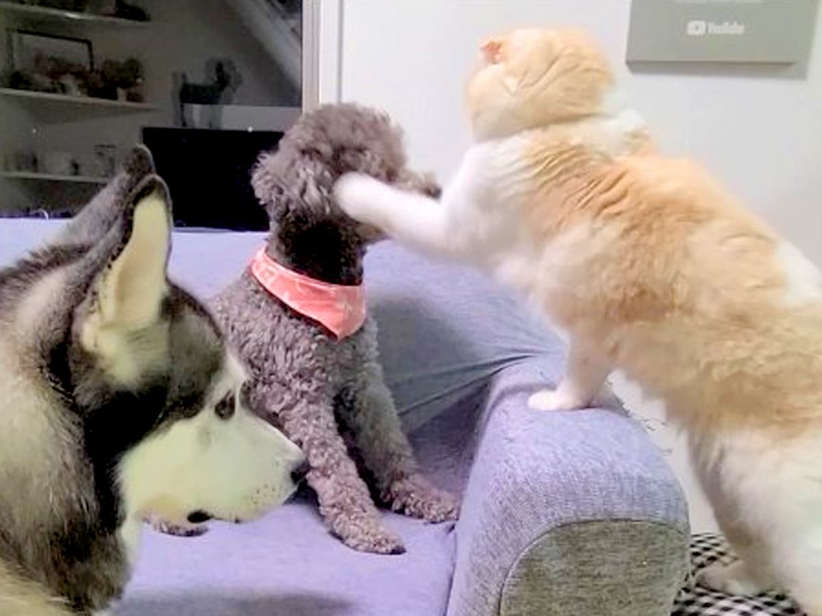 夜中に騒ぎまくる2匹の犬→猫がブチ切れてしまい…まさかの『説教』と微笑ましい結末が182万再生「背筋ピーンｗ」「ヤバッて表情で草」と爆笑