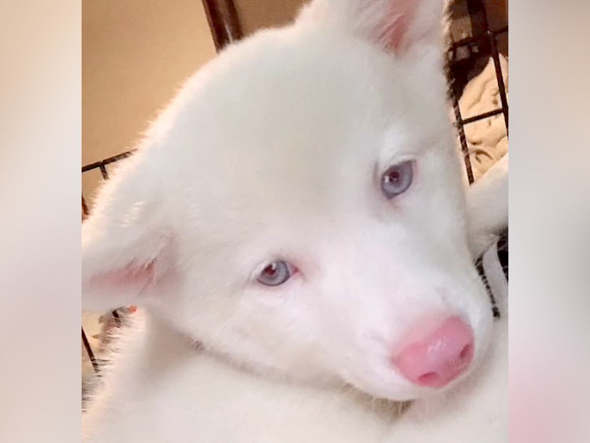 真っ白でふわふわな『アルビノの保護子犬』を飼った結果…まるでもののけ姫のような『ビフォーアフター』が34万再生「ギャップたまらんｗ」の声