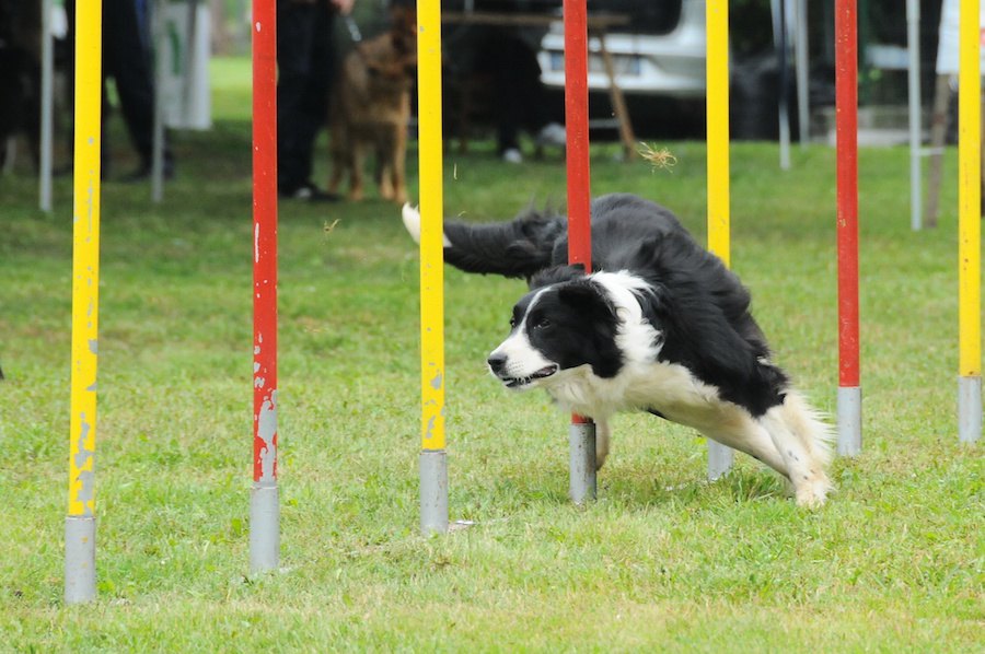 アジリティが犬に与える良い影響とは？やるとどんなメリットがある？